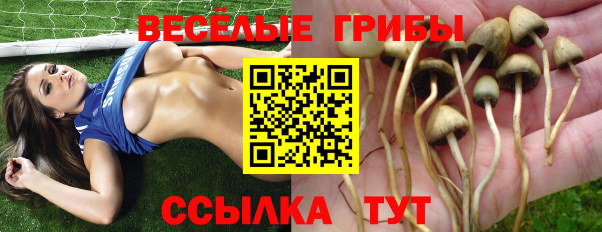 Смоленск  Псилоцибиновые грибы Cubensis  Вход с VPN  Псилоцибиновые грибы Cubensis 